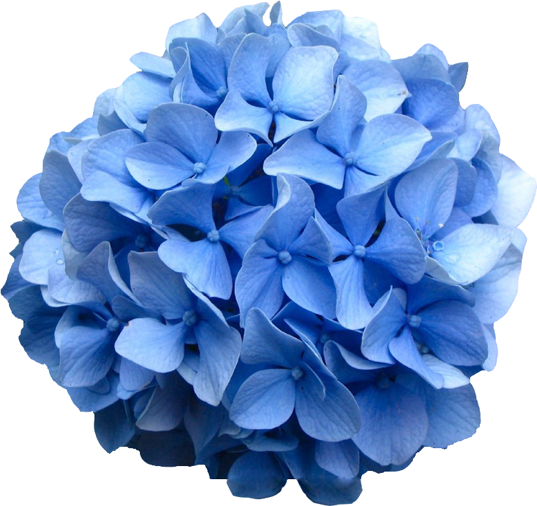 Transparent Flowers Png Tumblr - Hydrangea Png, Png Download PNG with transparent background