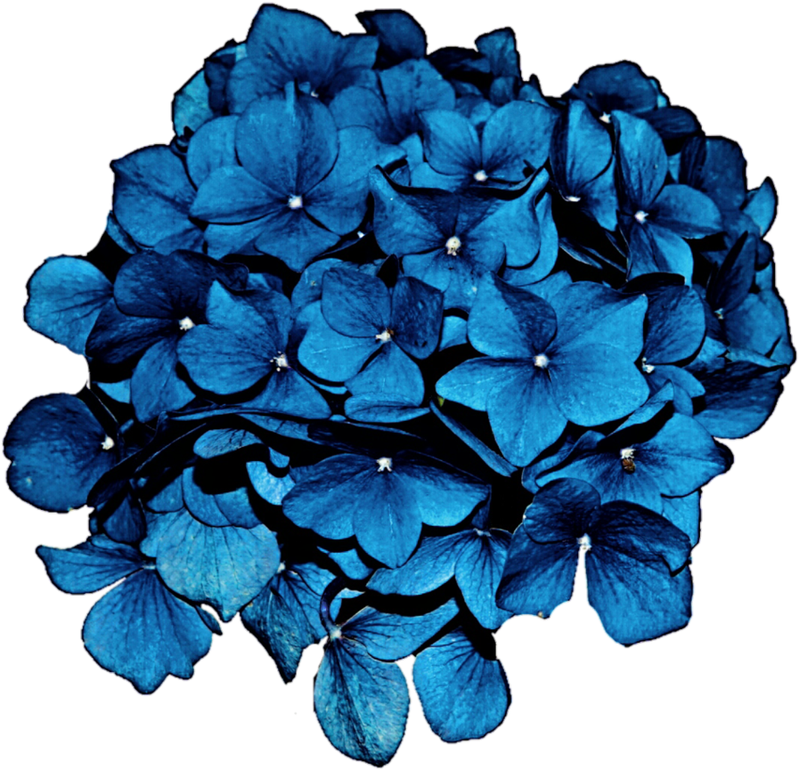 Cliparts For Free Download Hydrangea Clipart Hydrangea, HD Png Download PNG with transparent background
