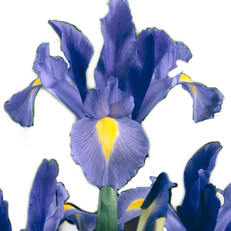#iris #flower #sticker #irisflower #irisflowersticker - Iris Versicolor, HD Png Download PNG with transparent background