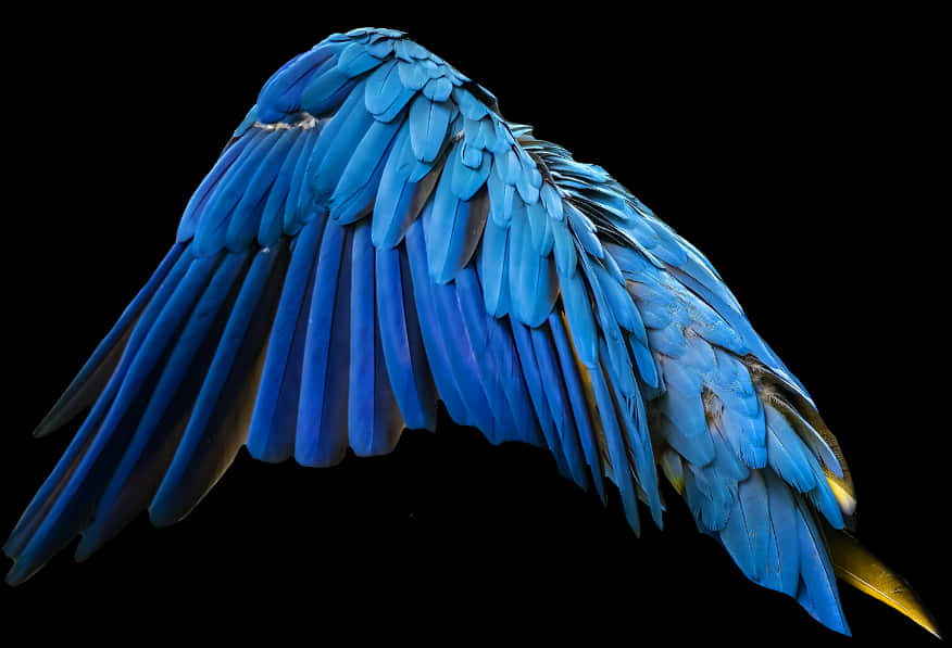 Vibrant_ Blue_ Macaw_ Wing.jpg