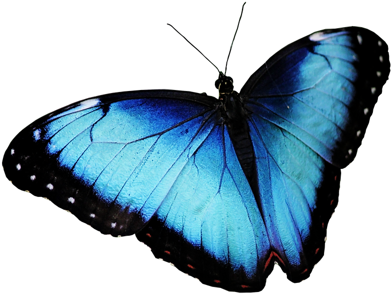 Vibrant Blue Morpho Butterfly PNG with transparent background
