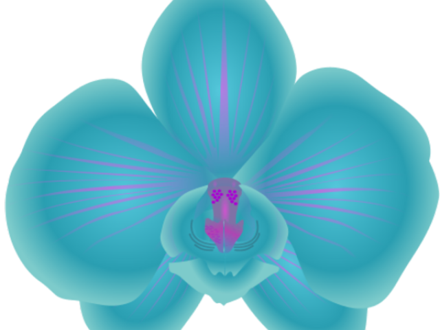 Orchid Clipart Orchid Flower - Blue Orchid Clip Art, HD Png Download PNG with transparent background
