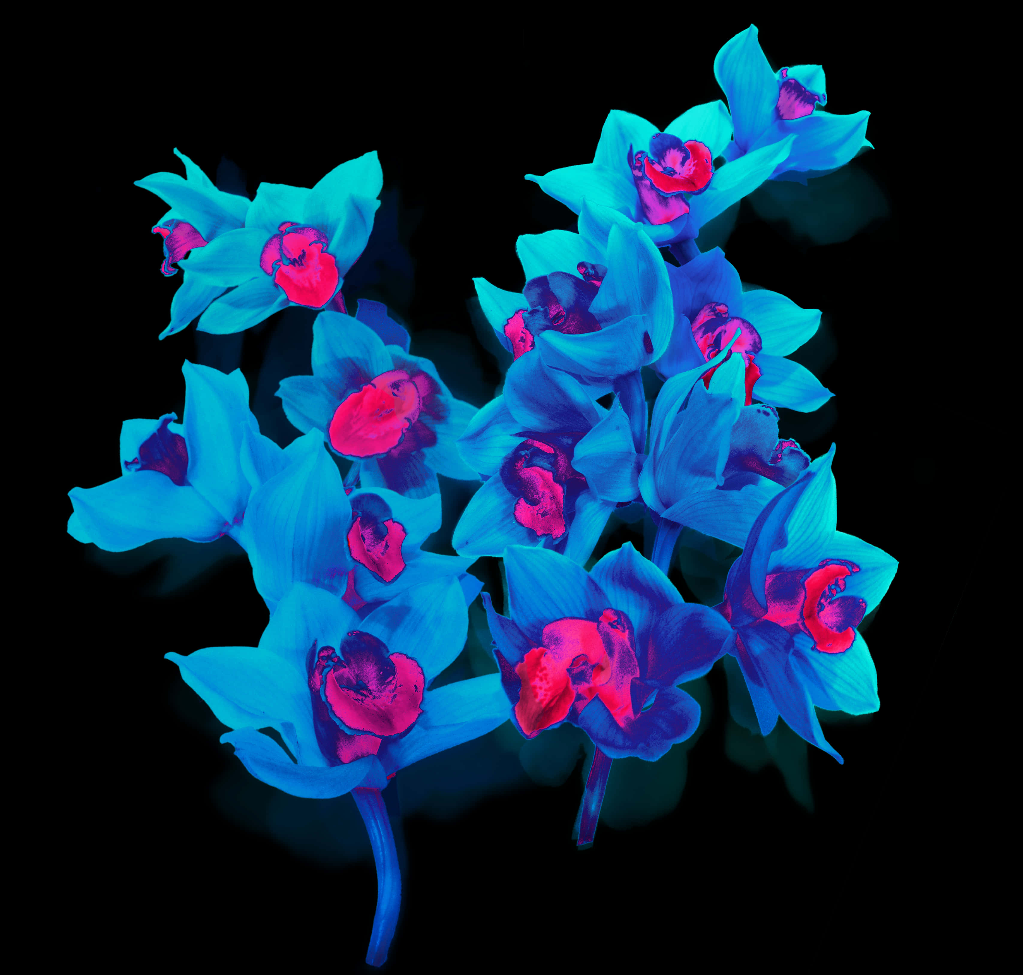 Vibrant Blue Orchids