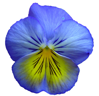 Vibrant Blue Pansy Flower PNG with transparent background