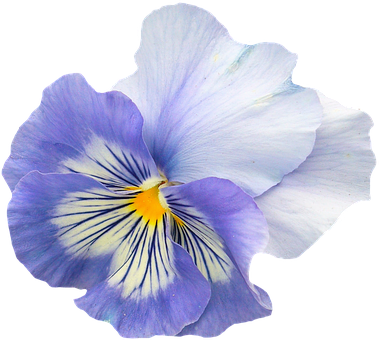 Vibrant Blue Pansy Flower PNG with transparent background