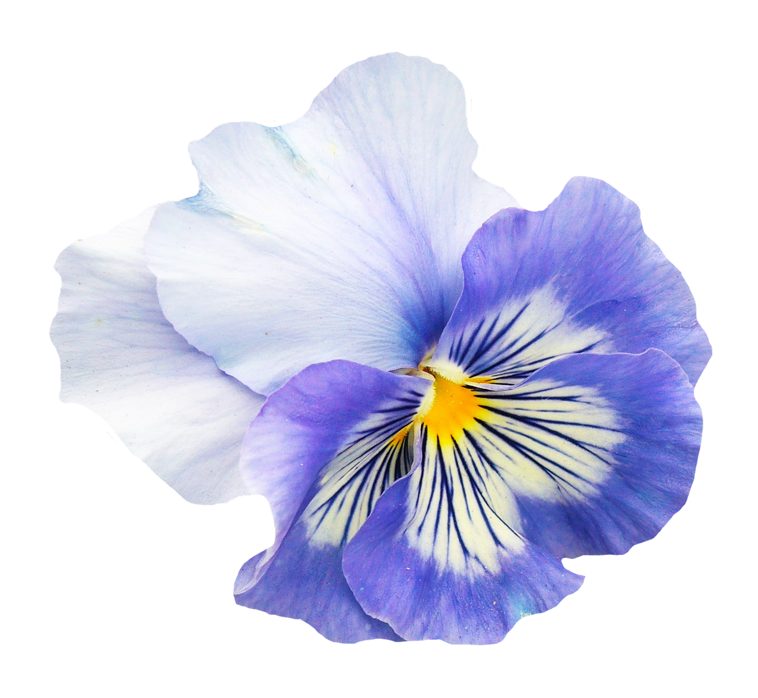 Vibrant Blue Pansy Flower.png PNG with transparent background