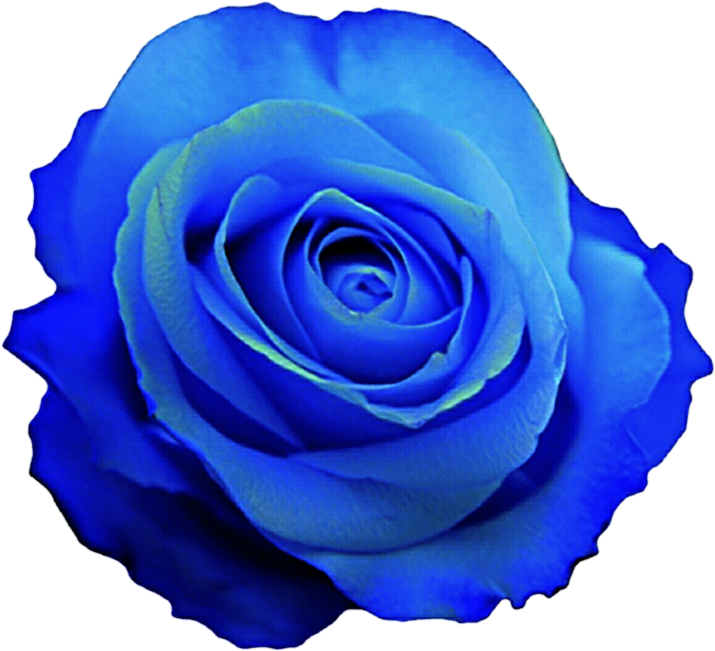 Vibrant Blue Rose Flower