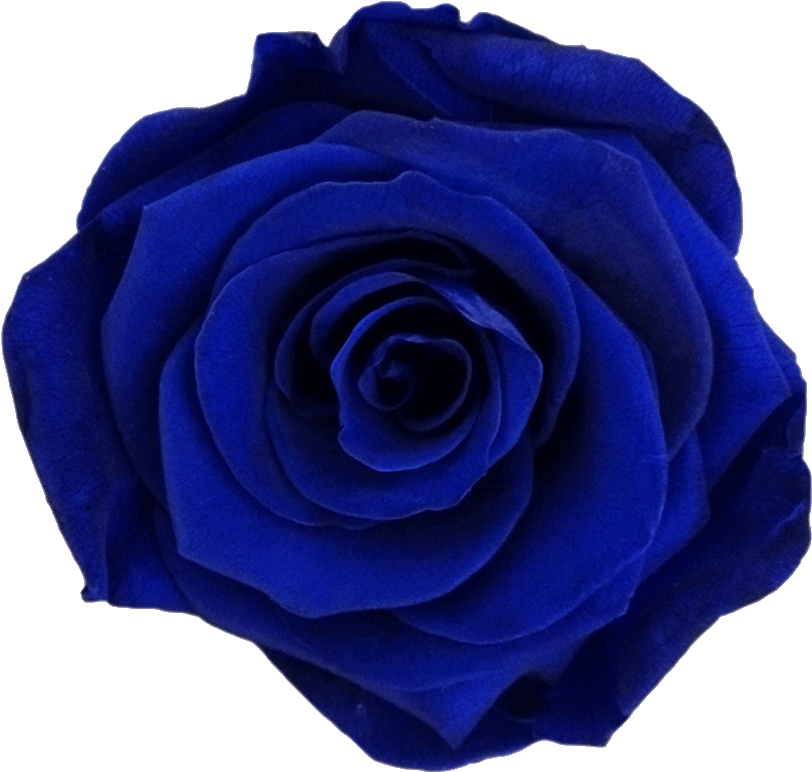 Vibrant Blue Rose Flower