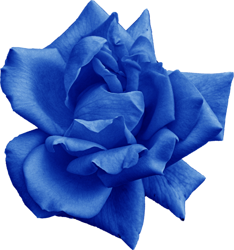 Png File Size - Blue Rose, Transparent Png PNG with transparent background