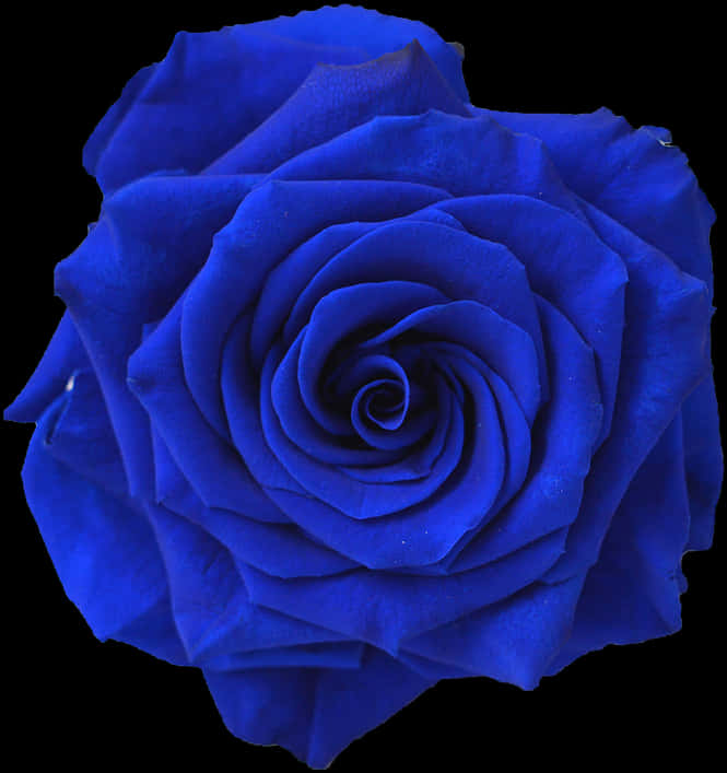 Vibrant Blue Rose Isolatedon Black