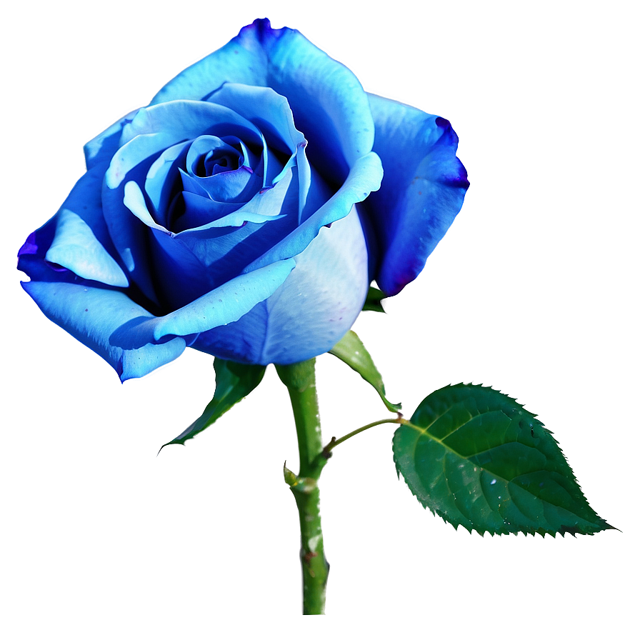 Vibrant Blue Rose PNG phq PNG with transparent background
