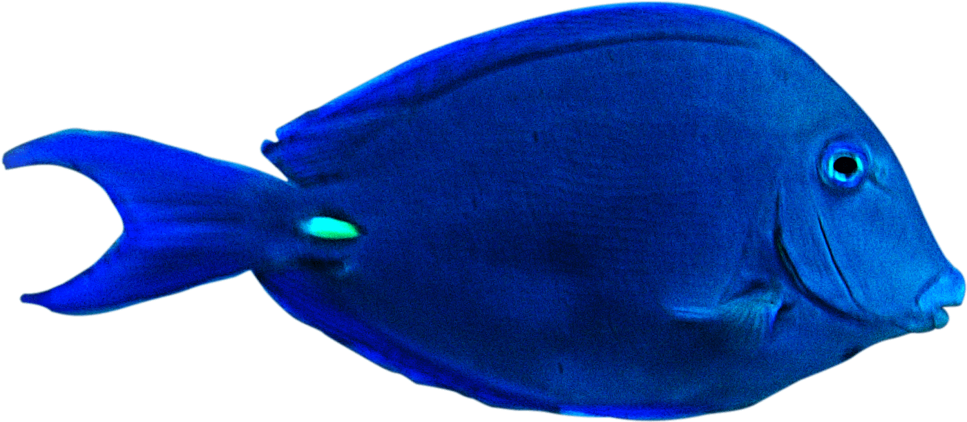 Vibrant Blue Tropical Fish PNG with transparent background