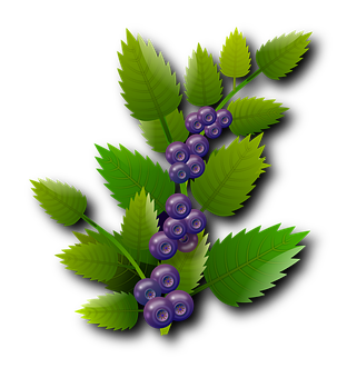 Vibrant Blueberrieson Branch PNG with transparent background