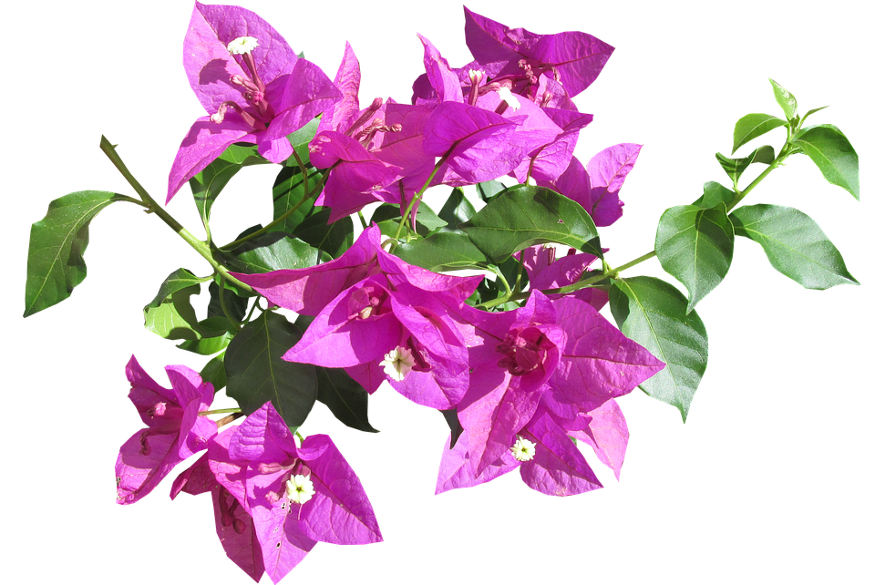 Vibrant Bougainvillea Branch.png