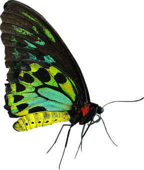 Vibrant Butterfly Black Background