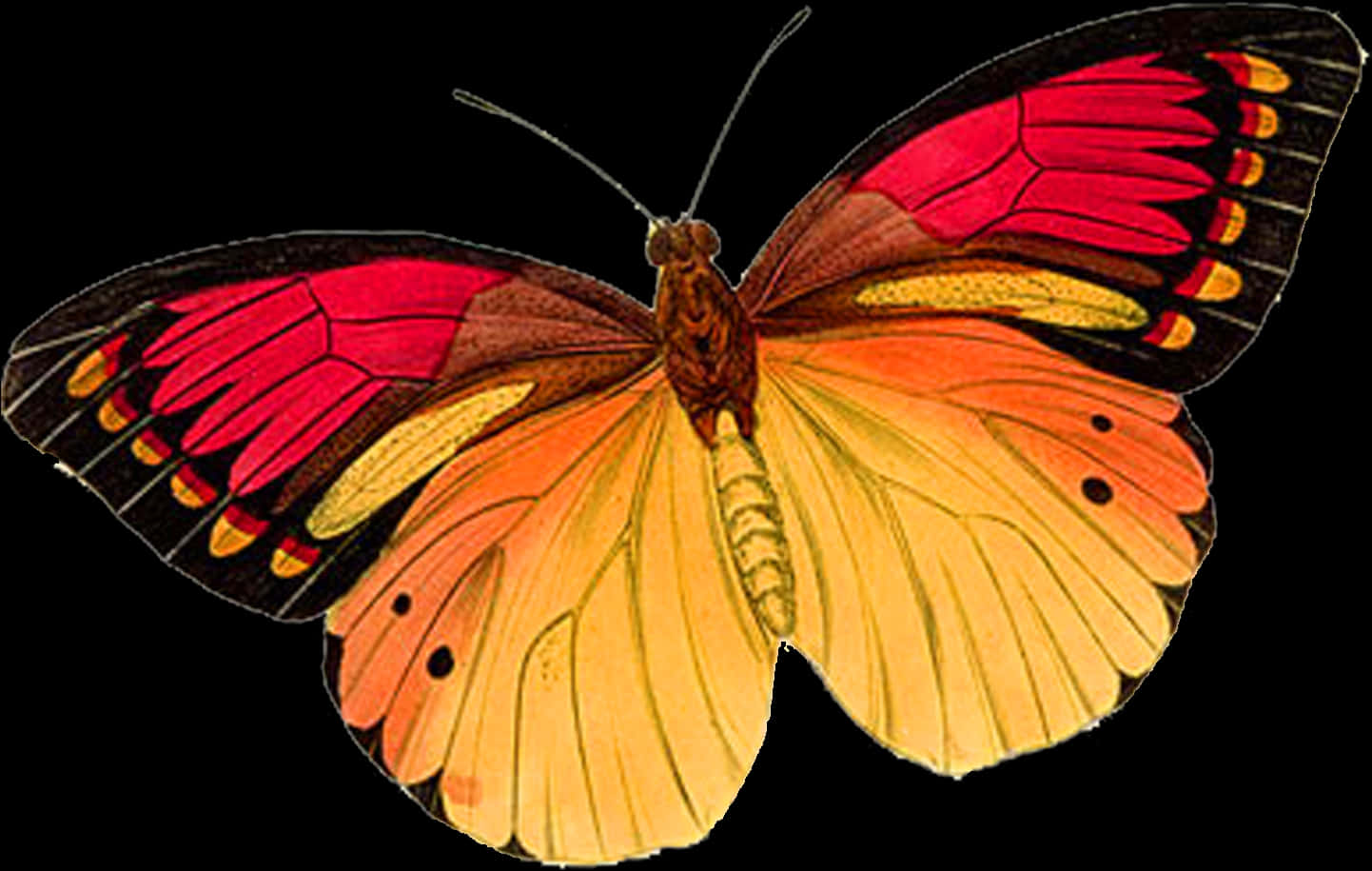 Vibrant Butterfly Isolatedon Black PNG image with a transparent background, free high-resolution download