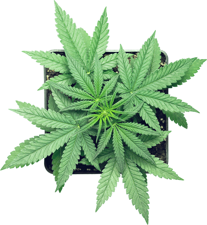 Vibrant Cannabis Plant Top View.png