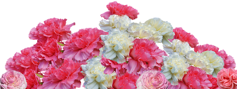 Vibrant Carnation Floral Display.png