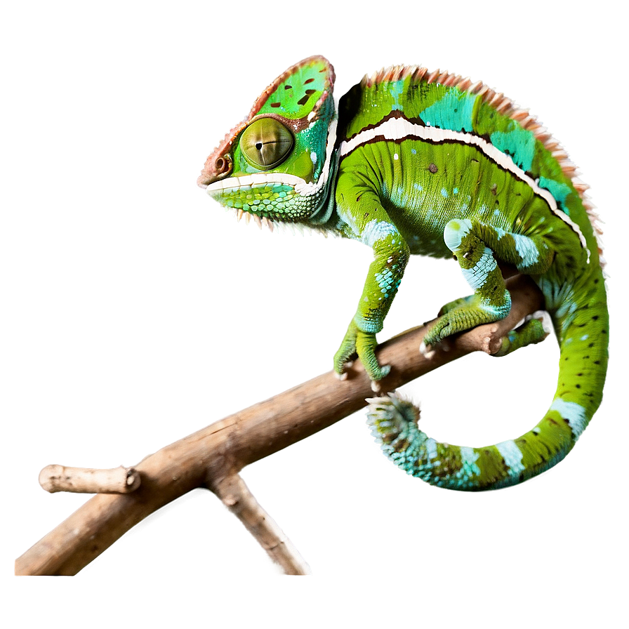 Vibrant Chameleon On Branch Png Xev99