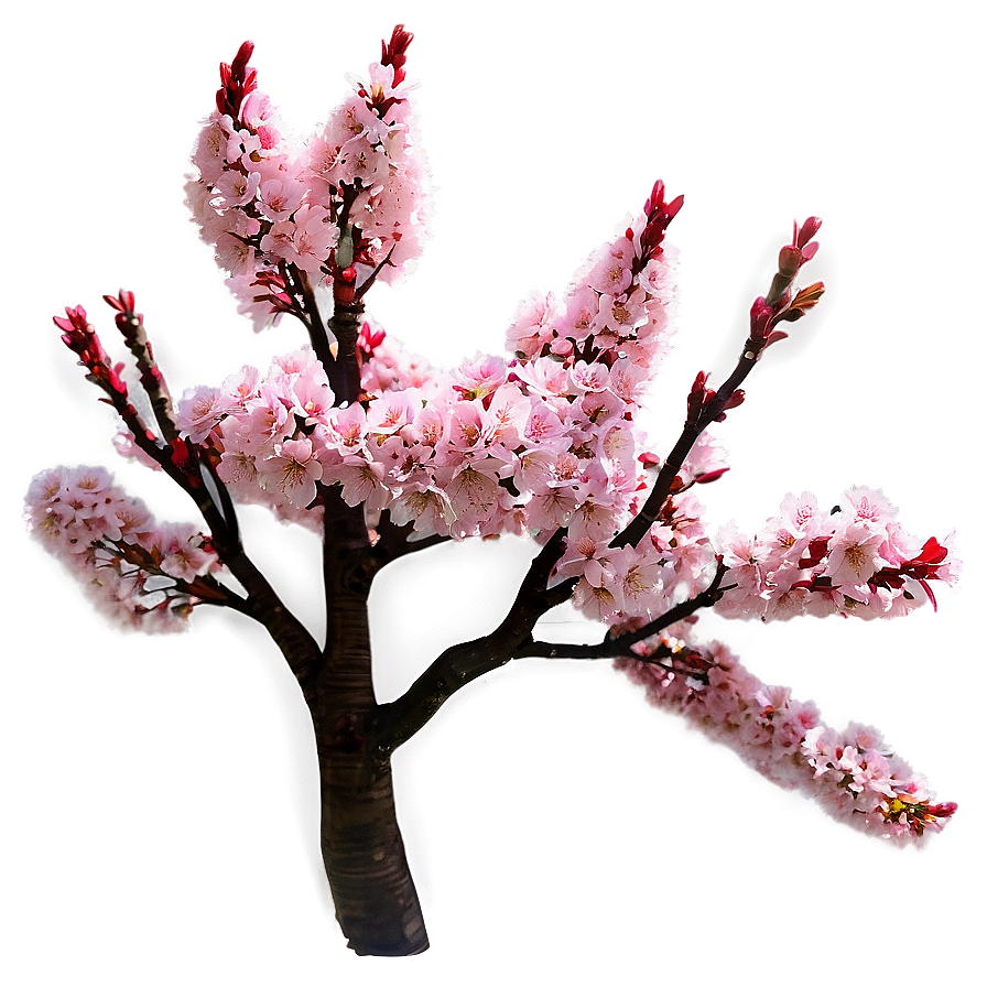 Vibrant Cherry Blossom Tree Png 64