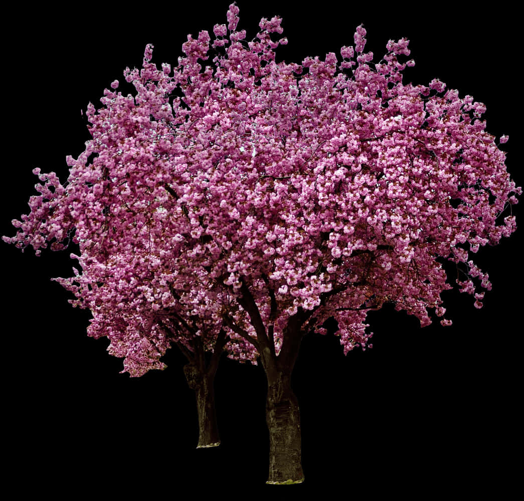 Vibrant Cherry Blossom Treeon Black Background