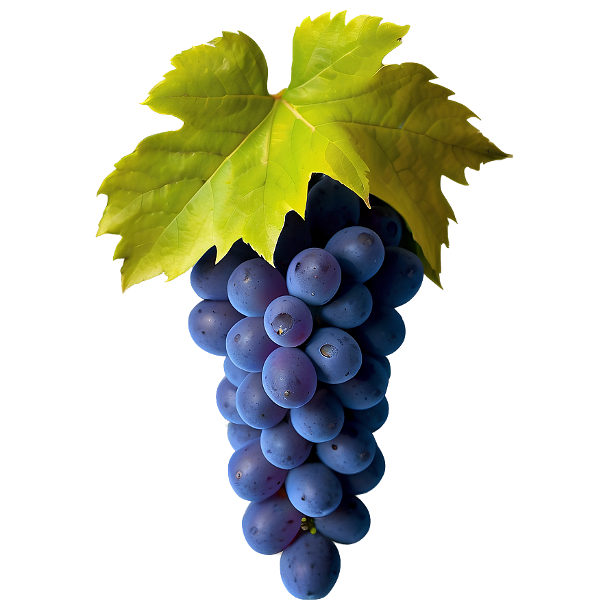 Vibrant Color Grape Png Ixa75