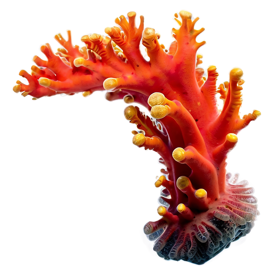 Vibrant Coral Formation PNG 05242024 PNG with transparent background