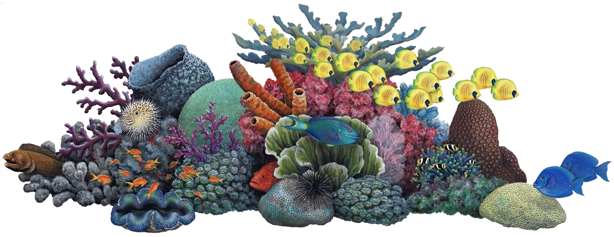 Vibrant_ Coral_ Reef_and_ Marine_ Life.png PNG with transparent background