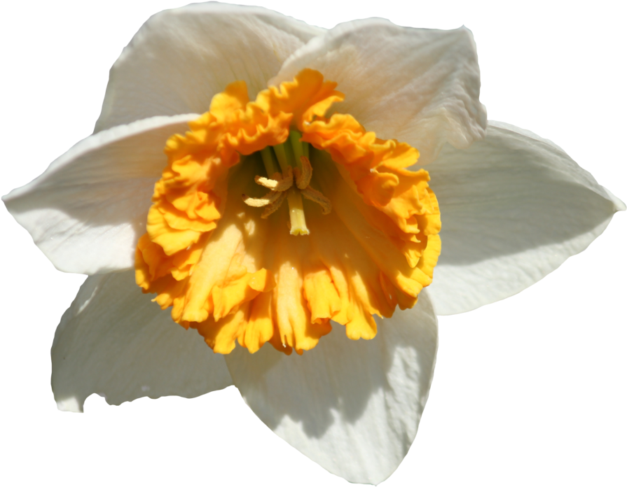 Vibrant Daffodil Closeup.png