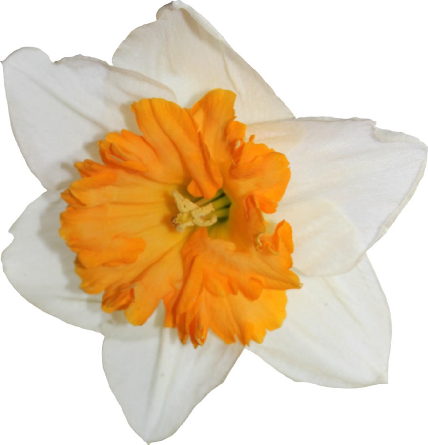 Vibrant Daffodil Closeup.png