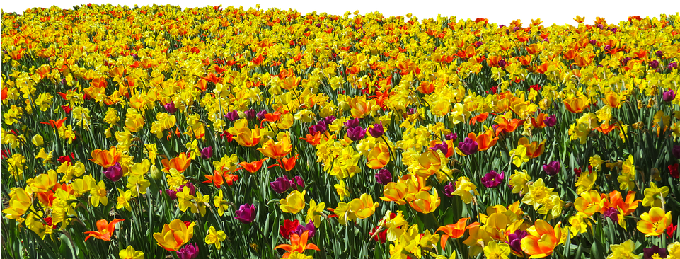 Flower, Plant, Spring, Tulips, Daffodils, Osterglocken - Flower Field Png, Transparent Png PNG with transparent background