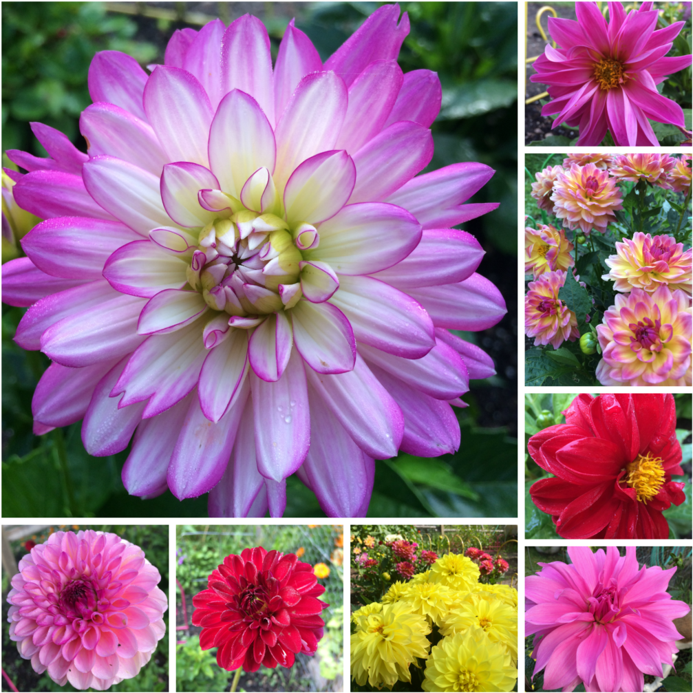 Dahlia Flower Collage, HD Png Download PNG with transparent background