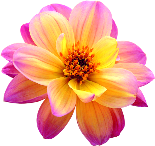 Dahlia Png Image - Pink Yellow Flower Dahlia, Transparent Png PNG with transparent background