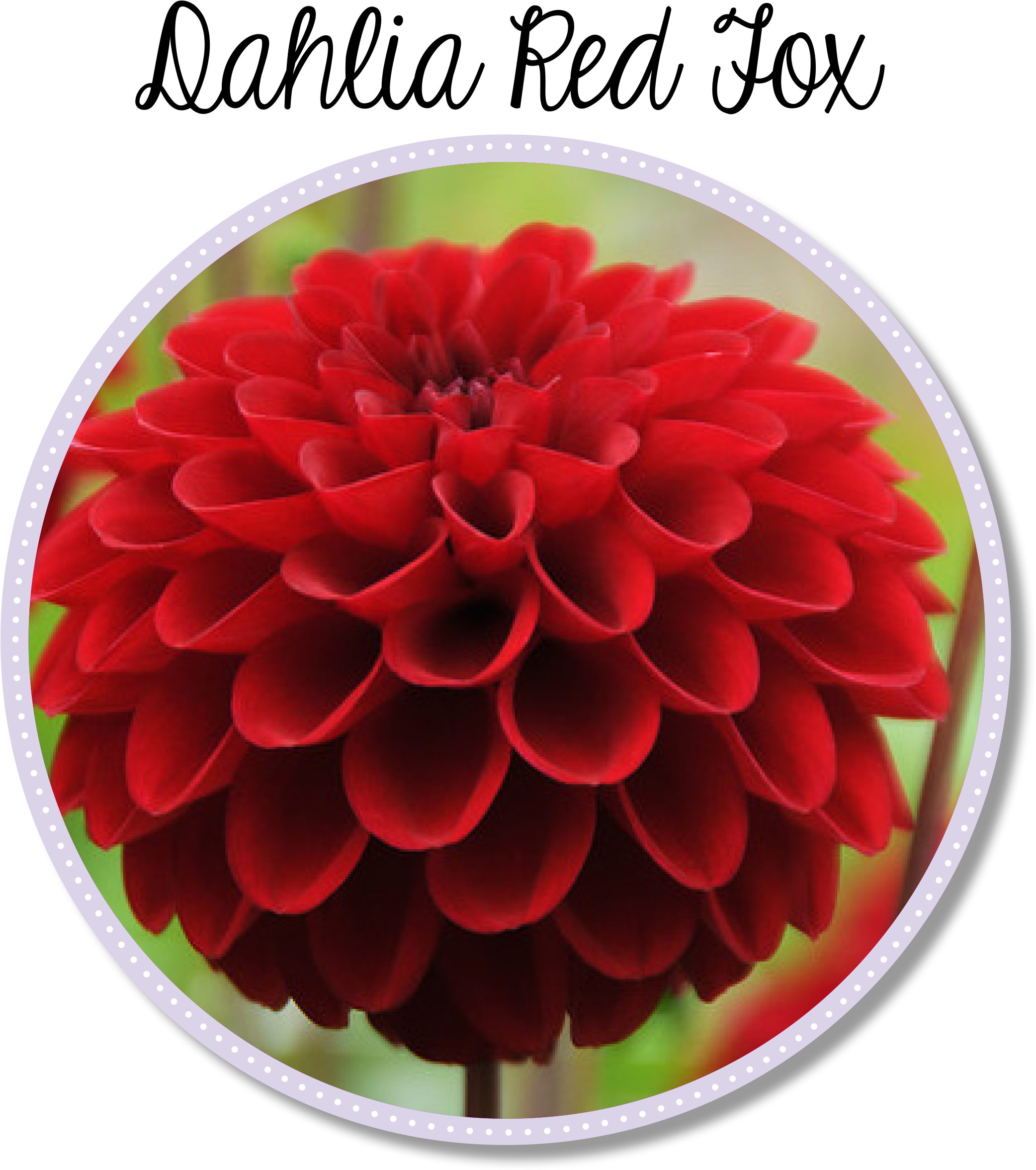 Vibrant Dahlia Red Fox Flower