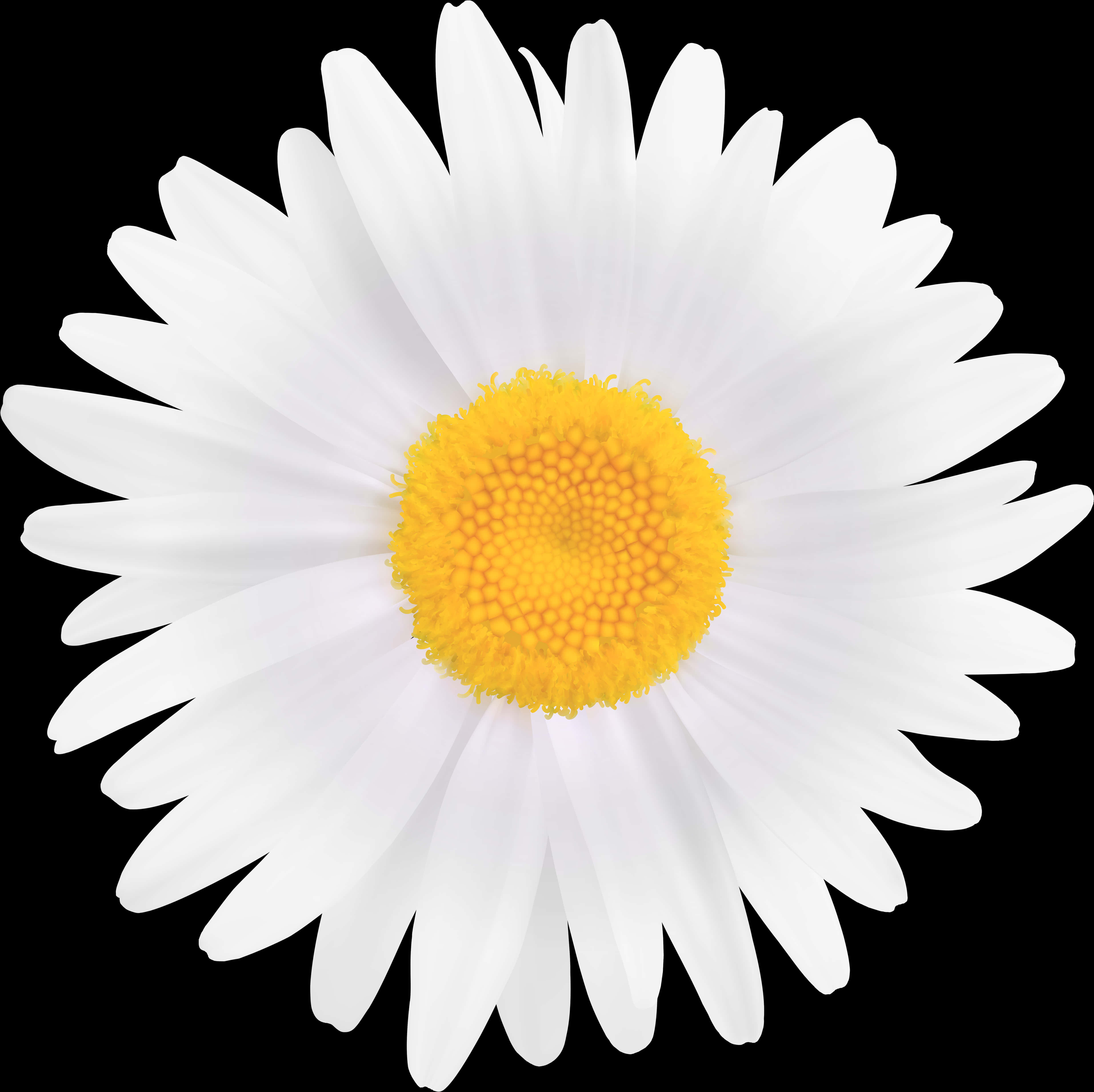 Vibrant Daisy Black Background