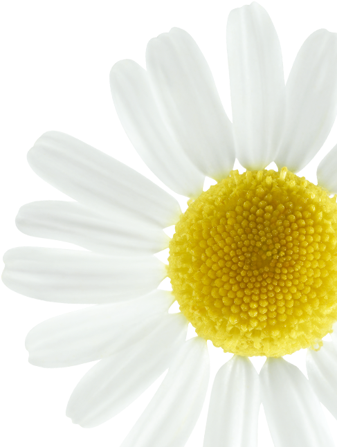 Vibrant Daisy Closeup.png