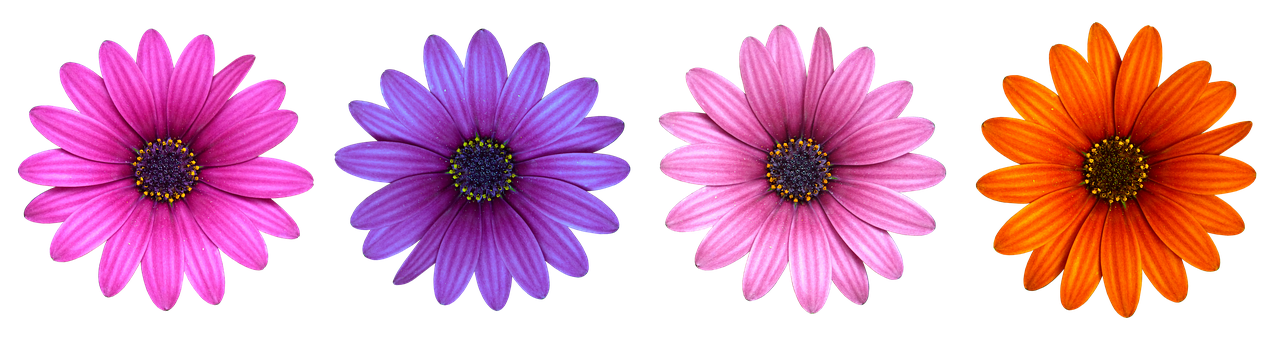 Vibrant Daisy Collection Black Background