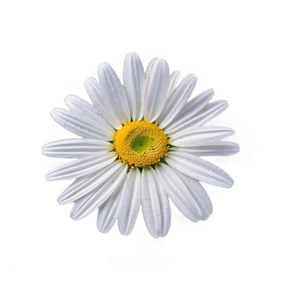 Vibrant Daisy Png 46