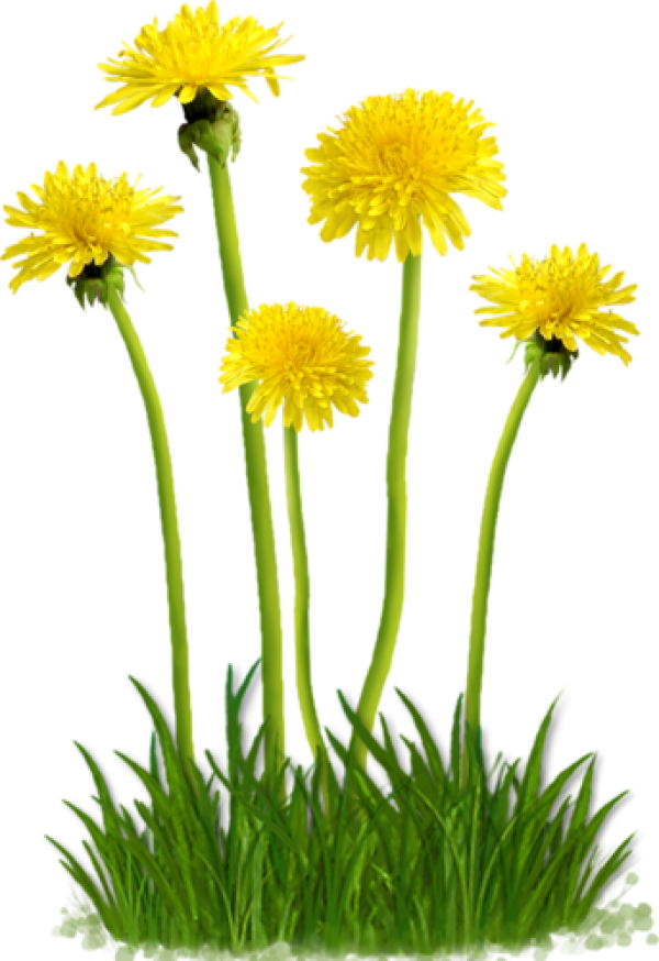 Vibrant Dandelions Cluster.png