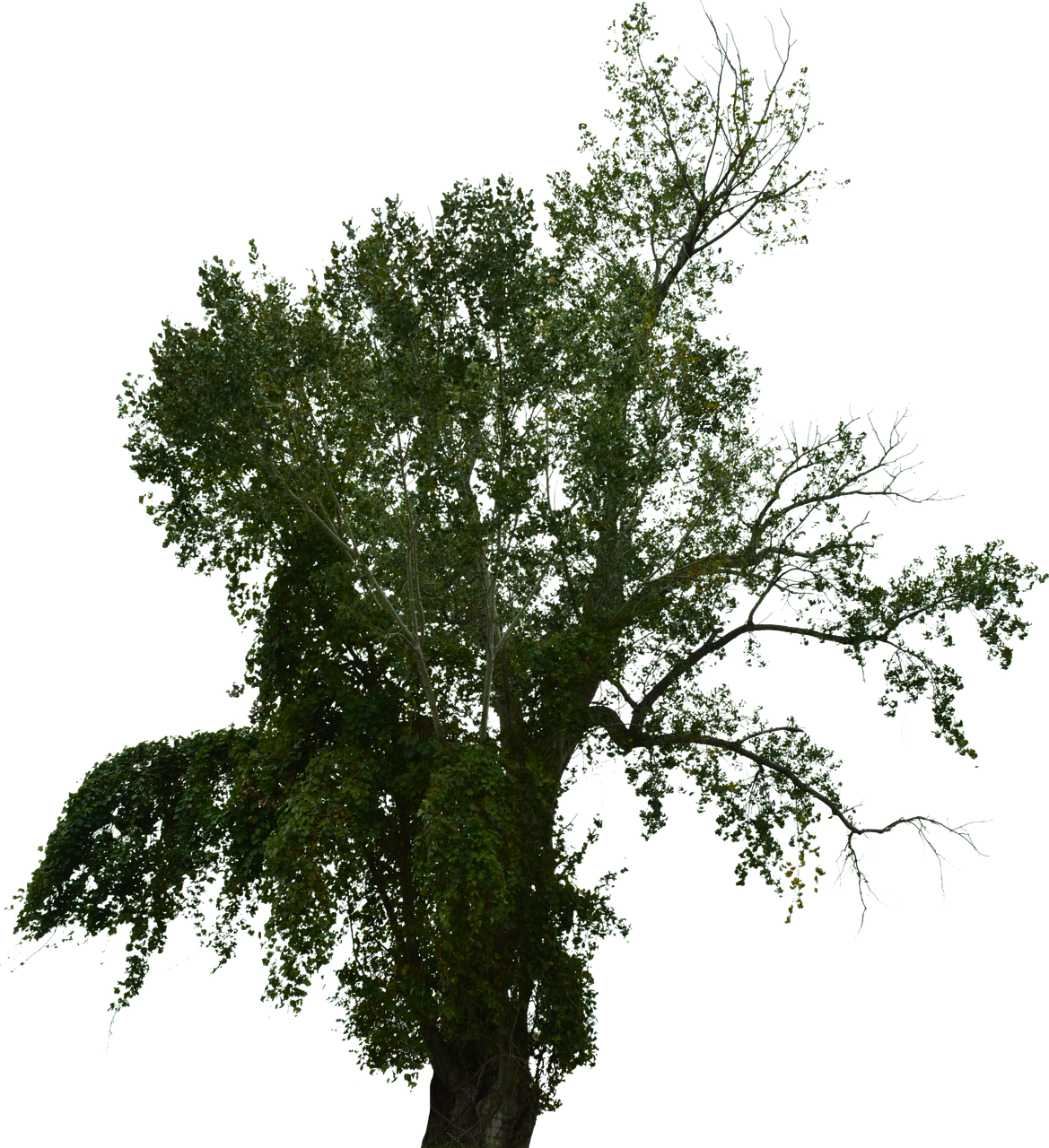 Dead Tree, Dead Tree With No Background, Halloween - Pond Pine, HD Png Download PNG with transparent background