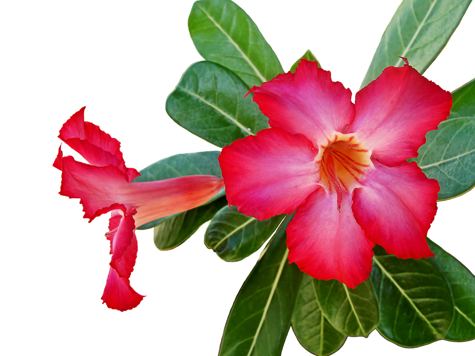 Vibrant Desert Rose Adenium Flower