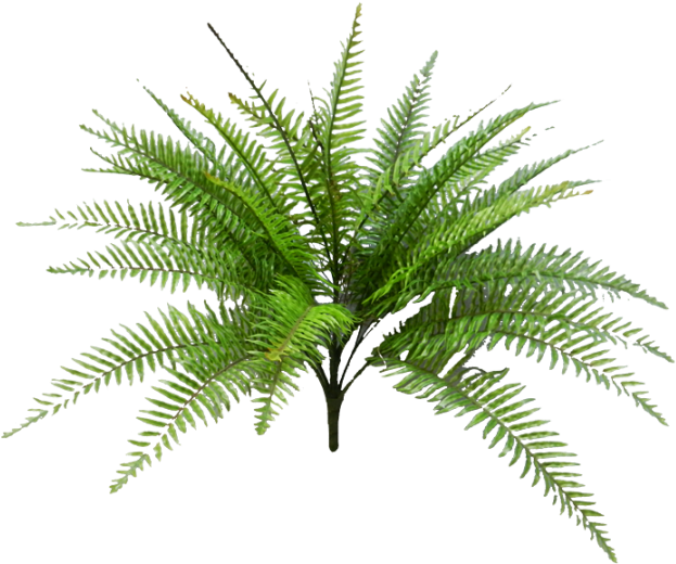 Vibrant_ Fern_ Plant.png