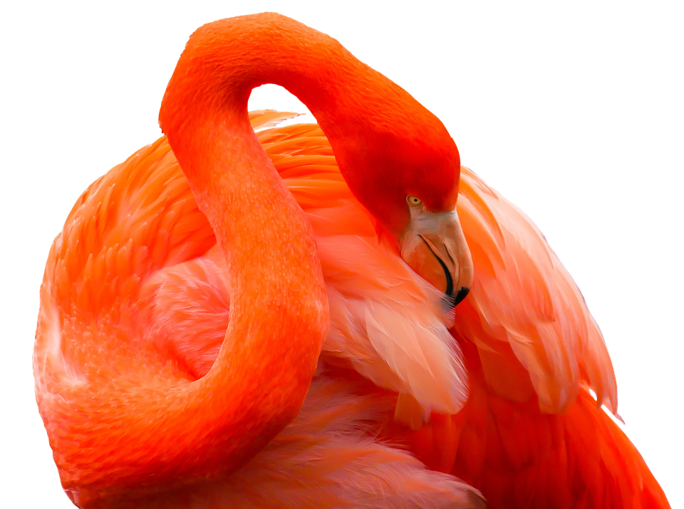 Vibrant Flamingo Curvature