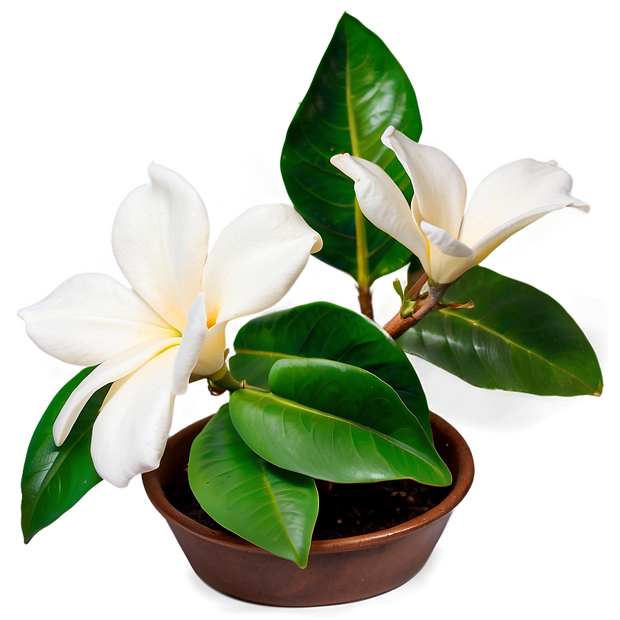 Vibrant Gardenia Png 06202024