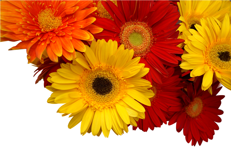 Chrysanthemum, Cuc Coins, Yellow, Orange, Red - Хризантемы Png, Transparent Png PNG with transparent background