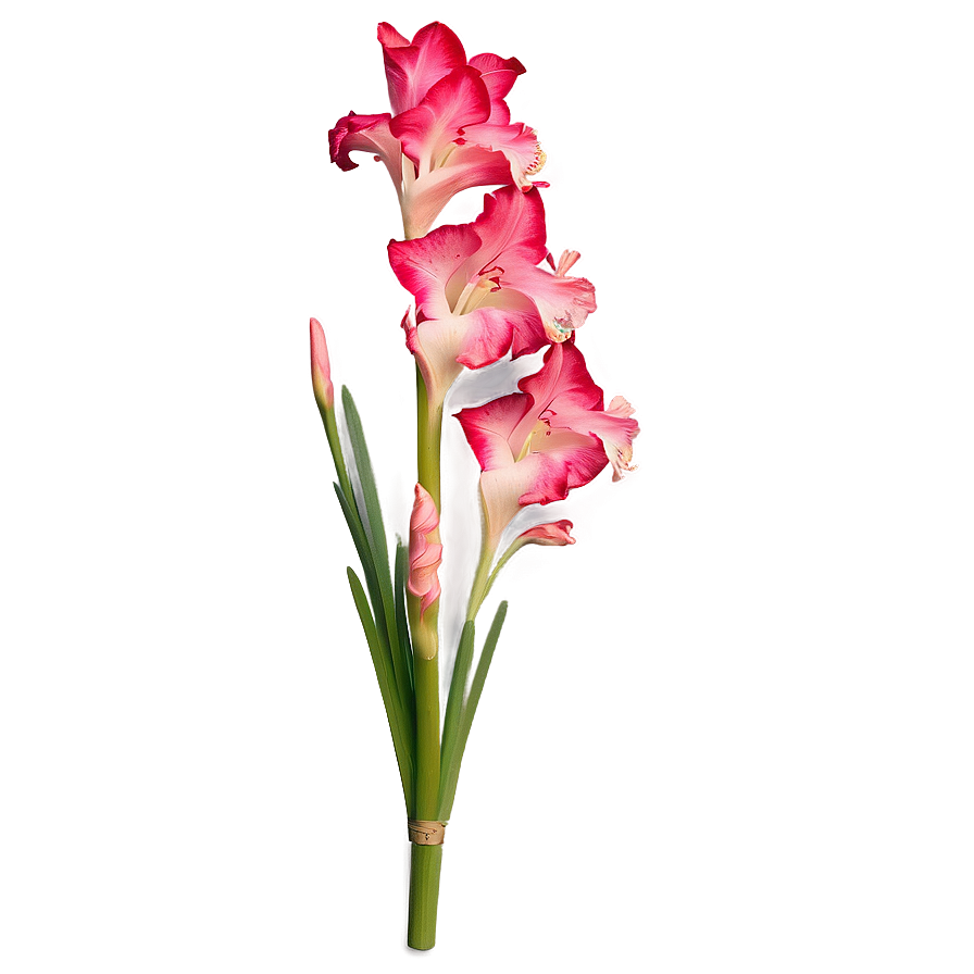 Vibrant Gladiolus Blossom Png Lil