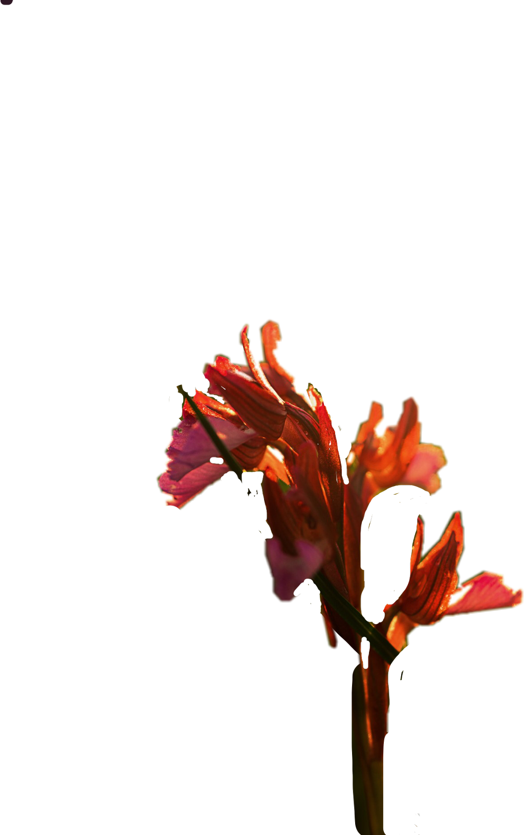 #gladiolus - Canna Lily, HD Png Download PNG with transparent background