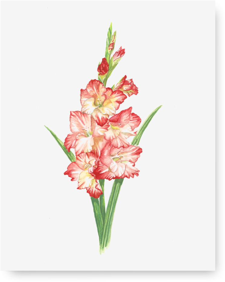 Vibrant Gladiolus Watercolor