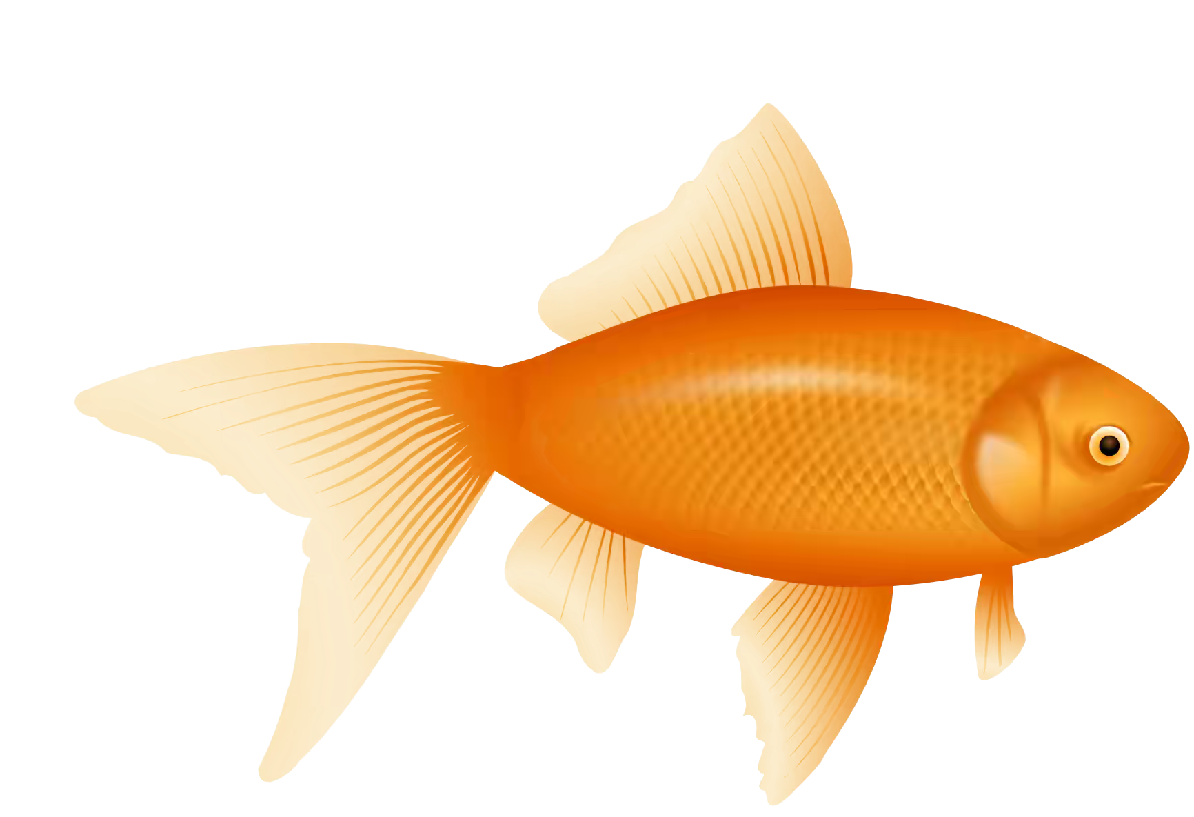 Vibrant Goldfish Illustration