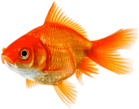 Vibrant Goldfish Isolated.png